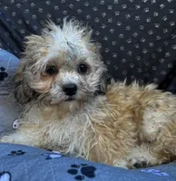 Quincy, a male Bichon Frise and Shih Tzu for sale in Reno, NV – 8 of 9