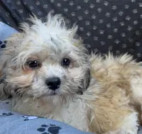 Quincy, a male Bichon Frise and Shih Tzu for sale in Reno, NV – 2 of 9