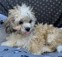 Quincy, a male Bichon Frise and Shih Tzu for sale in Reno, NV – 3 of 9