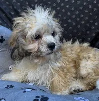 Quincy, a male Bichon Frise and Shih Tzu for sale in Reno, NV – 5 of 9