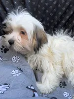 Ziggy, a male Bichon Frise and Shih Tzu for sale in Reno, NV – 10 of 10