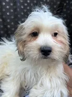 Ziggy, a male Bichon Frise and Shih Tzu for sale in Reno, NV – 5 of 10