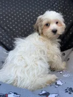 Ziggy, a male Bichon Frise and Shih Tzu for sale in Reno, NV – 9 of 10