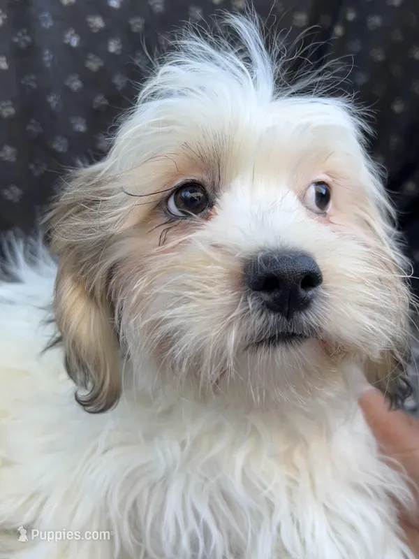 Ziggy – Bichon Frise, Shih Tzu puppy for sale in Reno, NV
