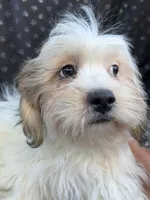 Ziggy, a male Bichon Frise and Shih Tzu for sale in Reno, NV – 1 of 10