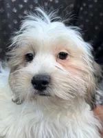 Ziggy, a male Bichon Frise and Shih Tzu for sale in Reno, NV – 8 of 10