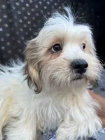 Ziggy, a male Bichon Frise and Shih Tzu for sale in Reno, NV – 4 of 10