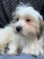 Ziggy, a male Bichon Frise and Shih Tzu for sale in Reno, NV – 7 of 10