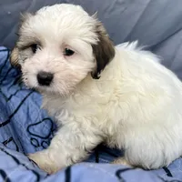 Ziggy, a male Bichon Frise and Shih Tzu for sale in Reno, NV – Photo 2 of 4