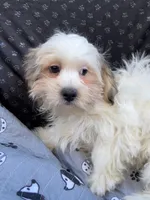 Ziggy, a male Bichon Frise and Shih Tzu for sale in Reno, NV – 6 of 10