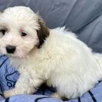 Ziggy, a male Bichon Frise and Shih Tzu for sale in Reno, NV – Photo 4 of 4