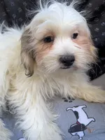 Ziggy, a male Bichon Frise and Shih Tzu for sale in Reno, NV – 2 of 10