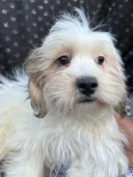 Ziggy, a male Bichon Frise and Shih Tzu for sale in Reno, NV – 3 of 10