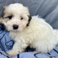 Ziggy, a male Bichon Frise and Shih Tzu for sale in Reno, NV – Photo 3 of 4