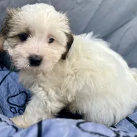 Ziggy, a male Bichon Frise and Shih Tzu for sale in Reno, NV – Photo 1 of 4