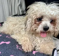 Quincy, a male Bichon Frise and Shih Tzu for sale in Reno, NV – 7 of 8