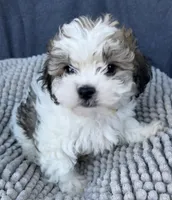 Kiki, a female Shihpoo and Shichon for sale in Reno, NV – 2 of 6