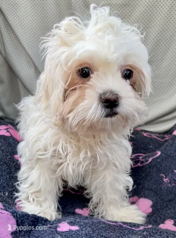 Remy – Bichon Frise, Shih Tzu puppy for sale in Reno, NV