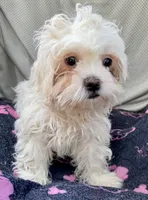 Remy, a male Bichon Frise and Shih Tzu for sale in Reno, NV – 1 of 8