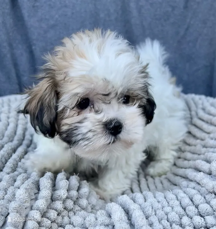 Buffy – Shihpoo, Shichon puppy for sale in Reno, NV