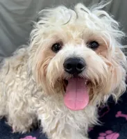 Oscar, a male Bichon Frise and Shih Tzu for sale in Reno, NV – 8 of 8