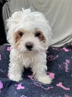 Remy, a male Bichon Frise and Shih Tzu for sale in Reno, NV – 2 of 8