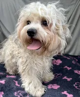 Oscar, a male Bichon Frise and Shih Tzu for sale in Reno, NV – 5 of 8