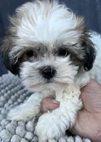 Buffy, a female Shihpoo and Shichon for sale in Reno, NV – 3 of 8