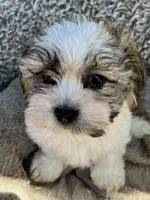 Chance, a male Shihpoo and Shichon for sale in Reno, NV – Photo 4 of 9