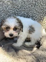 Chance, a male Shihpoo and Shichon for sale in Reno, NV – Photo 9 of 9