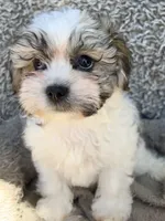 Chance, a male Shihpoo and Shichon for sale in Reno, NV – Photo 3 of 9