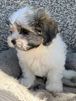 Chance, a male Shihpoo and Shichon for sale in Reno, NV – Photo 5 of 9