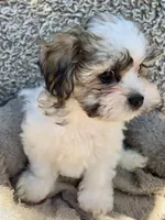Chance, a male Shihpoo and Shichon for sale in Reno, NV – Photo 6 of 9