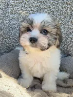 Chance, a male Shihpoo and Shichon for sale in Reno, NV – Photo 7 of 9