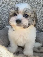 Chance, a male Shihpoo and Shichon for sale in Reno, NV – Photo 8 of 9
