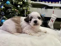 Freddie, a male Shihpoo and Shichon for sale in Reno, NV – Photo 2 of 5