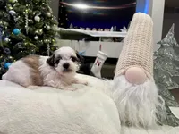 Freddie, a male Shihpoo and Shichon for sale in Reno, NV – Photo 5 of 5