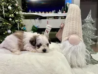 Freddie, a male Shihpoo and Shichon for sale in Reno, NV – Photo 4 of 5