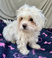 Remy, a male Bichon Frise and Shih Tzu for sale in Reno, NV – 4 of 8
