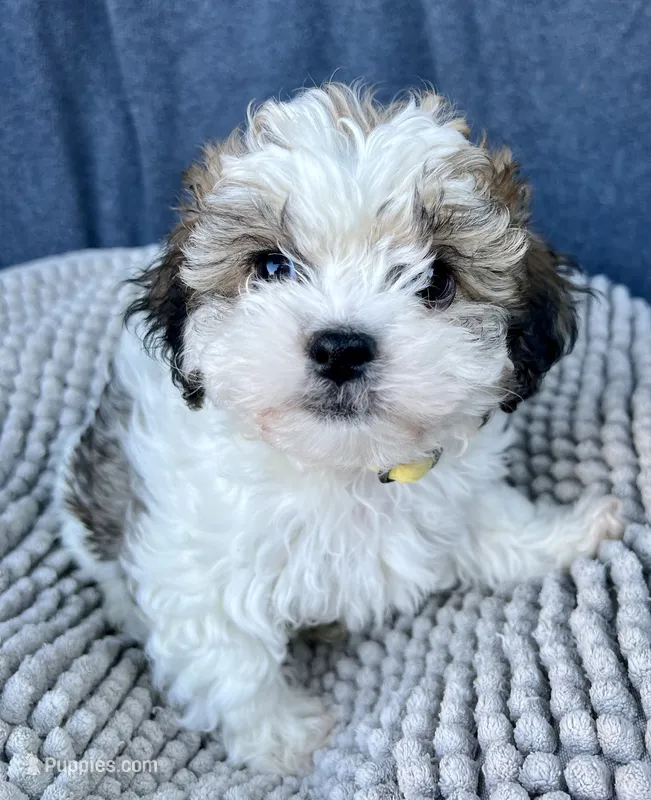 Kiki – Shihpoo, Shichon puppy for sale in Reno, NV