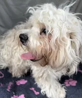 Oscar, a male Bichon Frise and Shih Tzu for sale in Reno, NV – 6 of 8