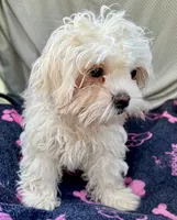 Remy, a male Bichon Frise and Shih Tzu for sale in Reno, NV – 7 of 8