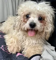 Quincy, a male Bichon Frise and Shih Tzu for sale in Reno, NV – 8 of 8