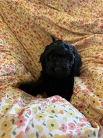 Ebony, a female Miniature Goldendoodle for sale in Two Rivers, WI – Photo 2 of 2