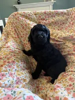 Ebony, a female Miniature Goldendoodle for sale in Two Rivers, WI – Photo 1 of 2