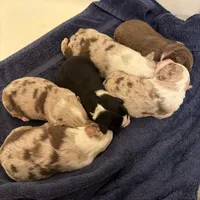 Dollis, a female Miniature Australian Shepherd for sale in Conover, NC – Photo 9 of 10