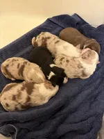 Dollis, a female Miniature Australian Shepherd for sale in Conover, NC – Photo 9 of 10