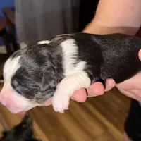 Dollis, a female Miniature Australian Shepherd for sale in Conover, NC – Photo 8 of 10