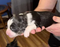 Dollis, a female Miniature Australian Shepherd for sale in Conover, NC – Photo 8 of 10