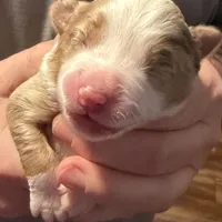 Dollis, a female Miniature Australian Shepherd for sale in Conover, NC – Photo 1 of 10
